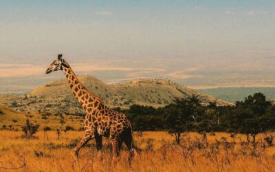 Chyulu Hills Hike